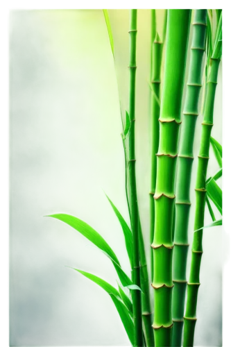 bamboo plants,bamboo,hawaii bamboo,bamboos,bamboo forest,black bamboo,palm leaf,bamboo frame,phyllostachys,green wallpaper,bamboo curtain,lemongrass,sugarcane,bamboo flute,nature background,green background,equisetum,sweet grass plant,lucky bamboo,palm leaves,Conceptual Art,Fantasy,Fantasy 18