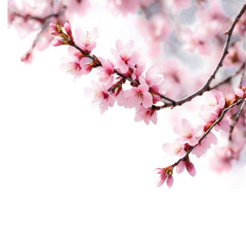 cherry blossom branch,japanese sakura background,sakura branch,sakura cherry tree,sakura tree,sakura blossoms,cherry branches,sakura background,ornamental cherry,pink cherry blossom,japanese cherry,japanese cherry blossom,cherry blossom tree,spring background,cherry blossoms,plum blossoms,sakura flower,cherry blossom,sakura flowers,japanese floral background,Conceptual Art,Oil color,Oil Color 05