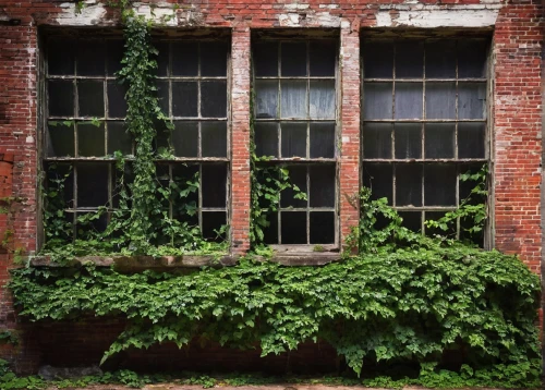 ivy frame,old windows,row of windows,kudzu,vine plants,overgrowth,abandoned building,window frames,old factory building,dereliction,derelict,dilapidated building,wooden windows,dilapidated,old brick building,old factory,old window,windows,overgrown,juice plant,Photography,Documentary Photography,Documentary Photography 21