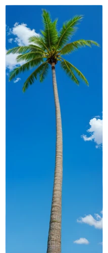 coconut tree,coconut palm tree,palm tree vector,giant palm tree,coconut palm,palm tree,palmtree,coconut palms,cartoon palm,coconut trees,wine palm,tropical tree,fan palm,palmera,palm,arecaceae,easter palm,potted palm,palm in palm,fishtail palm,Art,Artistic Painting,Artistic Painting 03
