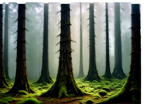 coniferous forest,spruce forest,elven forest,fir forest,foggy forest,cypresses,forests,the forests,cartoon forest,forest floor,green forest,the forest,forest,forest background,deciduous forest,pine forest,forest glade,mirkwood,mixed forest,holy forest,Conceptual Art,Daily,Daily 32