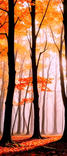 autumn forest,autumn background,autumn trees,beech trees,autumn scenery,autumn frame,deciduous forest,halloween bare trees,autumn landscape,forest,haunted forest,forest background,autumn theme,foggy forest,fall landscape,autumn fog,mixed forest,forest landscape,halloween background,wooded,Unique,Paper Cuts,Paper Cuts 08