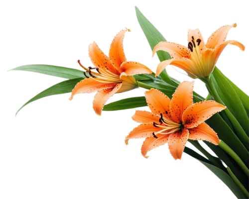 orange lily,clivia,flowers png,flower background,orange daylily,easter lilies,orange flower,orange flowers,african lily,lilies,palm lilies,flower wallpaper,tropical floral background,lillies,day lily,lily flower,day lily flower,lilies of the valley,palm lily,tiger lily,Illustration,Black and White,Black and White 01
