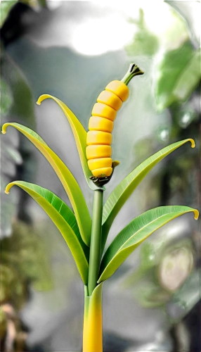 garbarnia,banana plant,swallowtail caterpillar,banana flower,pupal,burseraceae,banana tree,yellow ball plant,bulbous plant,springsnail,araliaceae,dypsis,filiformis,pitcairnia,fulvescens,chrysolepis,poetarum,golden candle plant,ginger plant,piperaceae,Unique,3D,Garage Kits