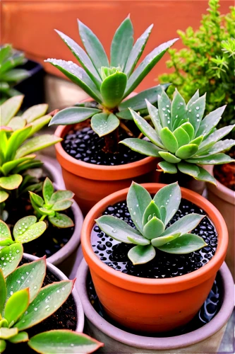 plants in pots,balcony plants,little plants,small plants,succulents,outdoor plants,garden plants,house plants,beautiful succulents,plants,potted plants,houseplants,green plants,hostplants,pot plant,rubiaceae family,mixed cup plant,balcony garden,tube plants,plants growing,Illustration,Black and White,Black and White 25