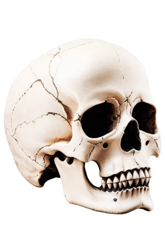 cranial,fetus skull,skull illustration,occipital,pterygoid,skull,zygomatic,craniopagus,skeletal,osteological,temporomandibular,braincase,mastoid,x-ray of the jaw,craniofacial,neuroanatomical,postcranial,skull drawing,boho skull,craniosacral,Conceptual Art,Fantasy,Fantasy 09