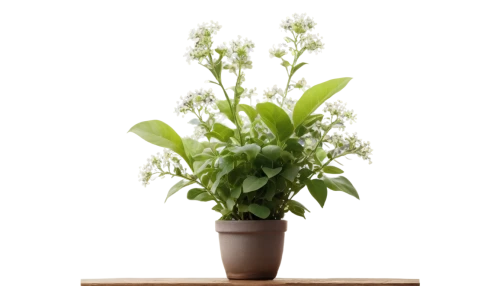 muguet,lily of the valley,flowers png,night-blooming jasmine,ornithogalum,lily of the desert,veratrum,night-blooming cestrum,ornithogalum umbellatum,polygonum,lily of the field,ikebana,a sprig of white lilac,hostplant,doves lily of the valley,houseplant,kalanchoe,luminous garland,eucomis,fluorescens,Art,Classical Oil Painting,Classical Oil Painting 32