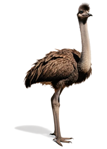ostrich,emu,galliformes,flamininus,paradoxornithidae,anicetus,dromaeosaurus,troodontid,platycercus,dendrobatidae,ornithomimids,leiothrichidae,platycercus elegans,branta,gruidae,anchiornis,charadriidae,pelecanus,rhamphorhynchus,dromaeosaur,Illustration,Vector,Vector 13