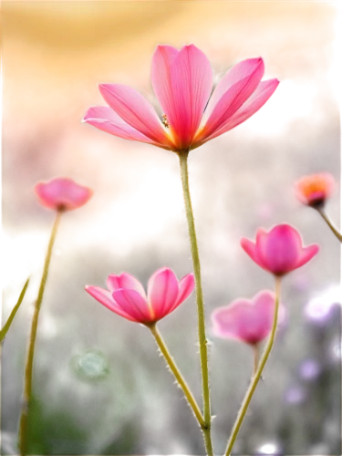 cosmos flower,pink cosmea,cosmos flowers,cosmos autumn,cosmea,japanese anemone,pink petals,pink flower,zephyranthes,pink anemone,flower background,pink daisies,pink clover,flower in sunset,genus anemone,pink flowers,cosmea bipinnata,flower wallpaper,flower pink,pond flower,Illustration,Abstract Fantasy,Abstract Fantasy 10
