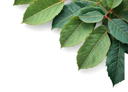 moraceae,toxicodendron,fagaceae,liriodendron,walnut leaf,gum leaves,tree leaves,american chestnut,leaf background,the leaves of chestnut,chestnut leaves,sapindaceae,intensely green hornbeam wallpaper,terminalia,chestnut leaf,green wallpaper,carpinifolia,lithocarpus,sterculiaceae,pterocarpus,Photography,Artistic Photography,Artistic Photography 12