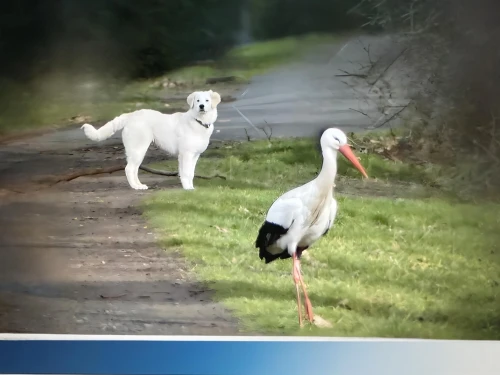 a pair of geese,two running dogs,walking dogs,wsaz,white storks,kcra,kdka,storks,wjbf,gooses,wpbf,dog walker,kvue,wutv,hunting dogs,kxan,geschwaderkommodore,kstp,wmur,dodos