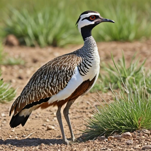 chukar partridge,chukar,spur-winged plover,spinifex pigeon,platycercus elegans,bustards,malleefowl,charadriiformes,anicetus,charadriidae,platycercus,empidonax,pipridae,gadani,garrulus glandarius,leucophaeus atricilla,platycercus eximius,houbara,kgalagadi,lophophanes cristatus,Photography,General,Realistic