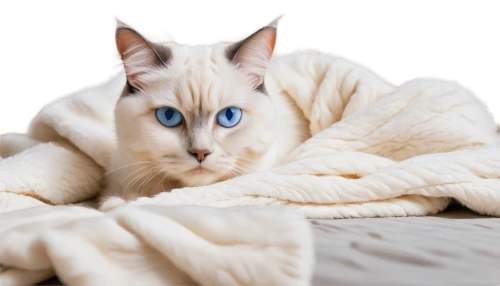 blue eyes cat,cat with blue eyes,cat on a blue background,tonkinese,siamese cat,siamese,blue eyes,blue eye,the blue eye,blanketed,blue pillow,blankie,bluesier,heterochromia,cat in bed,white cat,toxoplasmosis,colotti,blue and white,cat image,Conceptual Art,Oil color,Oil Color 13