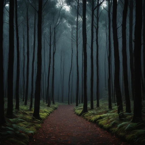 foggy forest,forest path,germany forest,forest dark,haunted forest,the mystical path,forest of dreams,the forest,forest walk,forest road,forest floor,forest,tree lined path,the path,enchanted forest,black forest,forestland,elven forest,mirkwood,the woods,Illustration,Abstract Fantasy,Abstract Fantasy 18