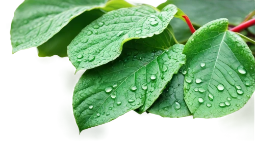 raspberry leaf,aaaa,holly leaves,naturopathic,aaa,naturopathy,psychotria,phytochemical,salal,rainy leaf,phytotherapy,parthenocissus,gum leaves,toxicodendron,erythroxylum,leaf background,thick-leaf plant,acalypha,currant leaves,spring leaf background,Conceptual Art,Fantasy,Fantasy 30