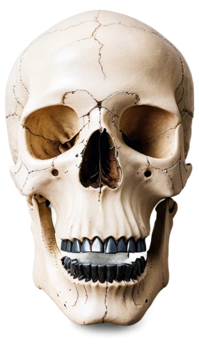 skull,craniopagus,zygomatic,maxillofacial,pterygoid,osteological,craniofacial,skull sculpture,skull illustration,skull bones,temporomandibular,cranial,skull mask,fetus skull,occipital,scull,skeleton,osteology,mongoliensis,mastoid,Conceptual Art,Fantasy,Fantasy 18