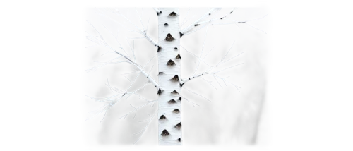 angiograms,dendrites,dendritic,dendrite,hyphae,neuron,platyneuron,angiogram,neuronal,neurite,spine,neovascularization,synapses,angiography,neurons,photograms,enoki,interneuron,electromigration,tendrils,Photography,Fashion Photography,Fashion Photography 22