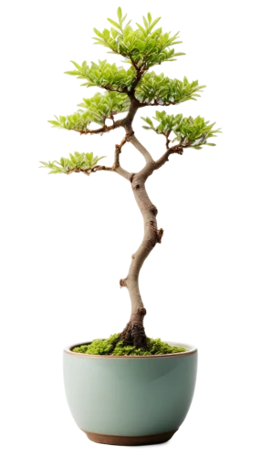 bonsai tree,bonsai,maple bonsai,flourishing tree,elm bonsai,potted tree,small tree,dwarf tree,norfolk island pine,juniperus,pine tree,boxwood,the japanese tree,smaller tree,maple tree in pot,green tree,isolated tree,larch tree,sapling,dwarf pine,Illustration,American Style,American Style 10