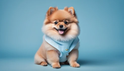 pomeranian,dog photography,pomeranians,pomerania,garrison,cheerful dog,dog pure-breed,dog coat,cute puppy,gongju,purebred dog,pekinese,dog breed,doggedly,blue background,dog clothes,inu,neckerchief,eukanuba,blonde dog,Photography,Fashion Photography,Fashion Photography 02