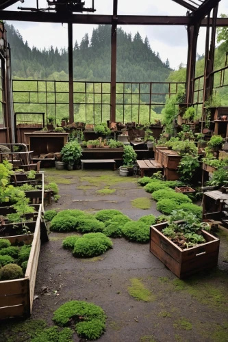 moss landscape,molalla,clatskanie,grass roof,sake gardens,hahnenfu greenhouse,vegetables landscape,issaquah,olympic peninsula,clatsop,nisqually,japanese zen garden,moss,pond plants,pnw,nurseries,ecoterra,forest moss,herbfarm,fernery,Photography,Documentary Photography,Documentary Photography 31