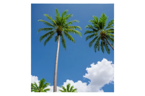 palm tree vector,coconut tree,palmtree,coconut palms,coconut trees,coconut palm tree,palm tree,palmtrees,coconut palm,arecaceae,palm,palmera,fan palm,palm in palm,palm trees,cartoon palm,palmtops,palm branches,palms,two palms,Conceptual Art,Graffiti Art,Graffiti Art 05
