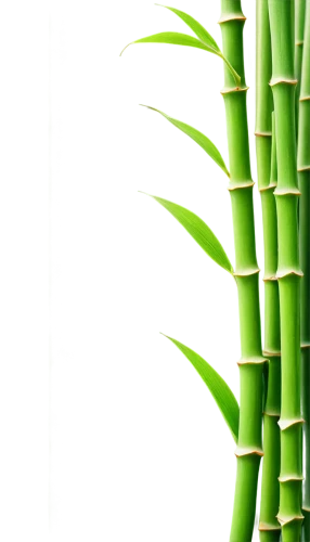 palm leaf,equisetum,sugarcane,bamboo plants,bamboo,horsetails,citronella,palm fronds,palm leaves,grass fronds,sugar cane,bamboos,coconut leaf,pandanus,arecaceae,sweet grass plant,palm sunday,lemongrass,phyllostachys,palm tree vector,Illustration,Japanese style,Japanese Style 20