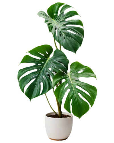 philodendron,calathea,zamia,houseplant,philodendrons,monstera,green plant,potted plant,dark green plant,money plant,potted palm,peperomia,dracaena,tropical leaf pattern,indoor plant,tropical leaf,fern plant,peace lily,betel palm,pot plant,Illustration,Japanese style,Japanese Style 12