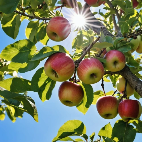 apple harvest,apple tree,apfel,apple orchard,manzanas,apple trees,picking apple,manzana,apples,apple plantation,appletons,pluots,guava,nectarines,apple flowers,appletree,basket of apples,ripe apple,applebome,apple picking,Photography,General,Realistic