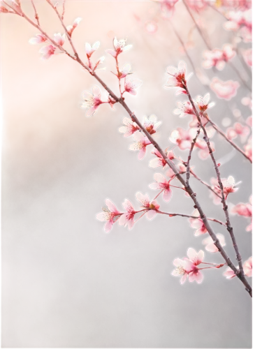 japanese sakura background,sakura cherry tree,plum blossoms,sakura background,takato cherry blossoms,hanami,japanese cherry blossoms,japanese floral background,japanese cherry blossom,japanese cherry,plum blossom,cherry blossoms,sakura tree,cherry blossom,sakura blossoms,apricot blossom,cherry tree,the cherry blossoms,pink cherry blossom,sakura flower,Illustration,Realistic Fantasy,Realistic Fantasy 12