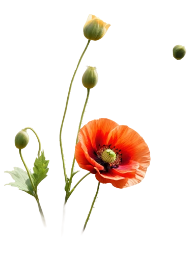 poppy flower,poppy flowers,poppy plant,mohn,klatschmohn,orange poppy,flowers png,flower background,red poppy,floral poppy,a couple of poppy flowers,poppies,iceland poppy,flower wallpaper,papaver,red poppies,poppy anemone,papaver orientale,flower illustrative,wild poppy,Illustration,Paper based,Paper Based 09