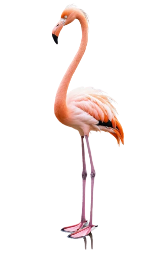 flamingo,greater flamingo,pink flamingo,two flamingo,flamingo couple,flamingos,lawn flamingo,flamingoes,flamingo with shadow,bird png,flamingo pattern,cuba flamingos,pink flamingos,flamininus,pinkola,phoenicopterus,gwe,bird,swan,ostrich,Photography,Black and white photography,Black and White Photography 06