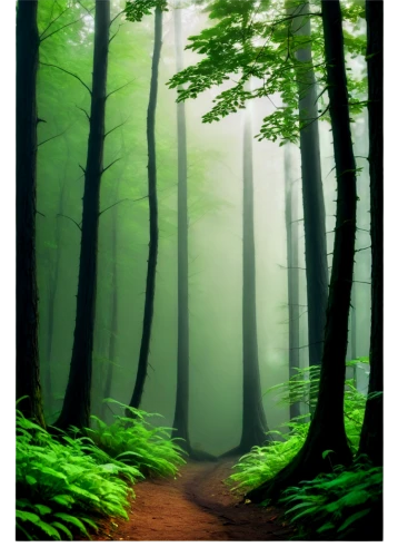forest path,foggy forest,green forest,forest background,forests,forest,forest road,forest walk,germany forest,forest landscape,wooded,forested,the forest,the forests,forest floor,endor,fir forest,coniferous forest,mixed forest,elven forest,Conceptual Art,Daily,Daily 01