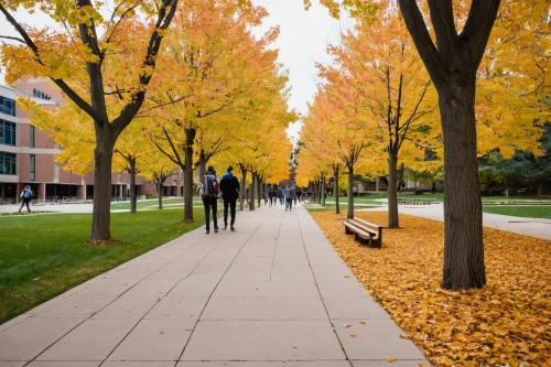 the trees in the fall,trees in the fall,cmu,macalester,autumn in the park,fall foliage,tree-lined avenue,fall landscape,unl,uiuc,fall leaves,leaves are falling,autumn park,fall,bvu,garrison,tree lined path,autumns,umkc,njitap,Illustration,American Style,American Style 10