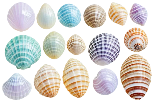 watercolor seashells,blue sea shell pattern,shells,seashells,marine gastropods,sea shell,sea shells,cowries,snail shells,in shells,seashell,spiny sea shell,cockles,shell seekers,spiral background,mermaid scales background,micromollusks,snail shell,glass marbles,micromolluscs,Conceptual Art,Daily,Daily 18