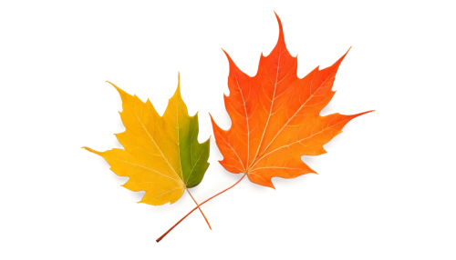 leaf background,autumn background,colored leaves,autumn icon,colorful leaves,autumn leaf,autumn leaf paper,fall leaf,spring leaf background,autumn frame,autumn leaves,leaf color,autumn theme,fall leaves,autumn decoration,autumnal leaves,red maple leaf,maple leave,yellow maple leaf,fall foliage,Art,Classical Oil Painting,Classical Oil Painting 37