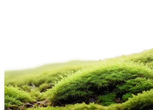 moss landscape,forest moss,green wallpaper,tree moss,moss,mossy,bryophyte,grasslike,bryophytes,grassy,nature background,aaaa,green landscape,green forest,photosynthetic,moss saxifrage,mosses,verdant,aaa,gras,Conceptual Art,Sci-Fi,Sci-Fi 23