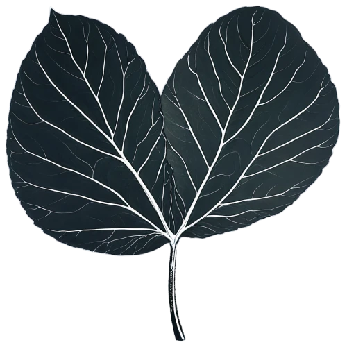 lotus leaf,magnolia leaf,ginkgo leaf,fig leaf,beech leaf,skeleton leaf,water lily leaf,leaf veins,tropical leaf,tree leaf,fan leaf,leaf background,lotus leaves,suspended leaf,leaf structure,walnut leaf,mammoth leaf,rose leaf,leaf,jungle leaf,Illustration,Paper based,Paper Based 22