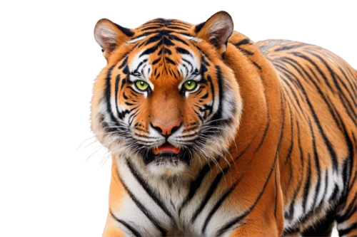tiger png,bengal tiger,asian tiger,tigar,harimau,a tiger,tigress,tigerish,tiger,tigert,bengalensis,tigre,stigers,sumatran tiger,bengal,siberian tiger,tiger head,royal bengal,chandernagore,sumatrana,Art,Classical Oil Painting,Classical Oil Painting 44