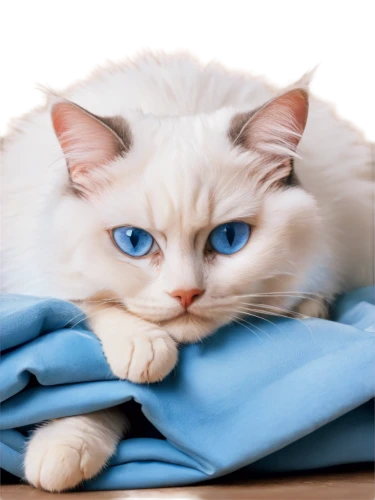 blue eyes cat,cat with blue eyes,cat on a blue background,blue pillow,white cat,himalayan persian,cute cat,birman,ragdoll,blue eyes,cat image,bluesier,bleustein,cat resting,blue and white,breed cat,snowbell,siberian cat,garrison,cotton cloth,Illustration,Realistic Fantasy,Realistic Fantasy 12