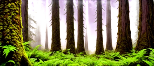 spruce forest,coniferous forest,fir forest,endor,forest background,forests,cartoon video game background,forest,foggy forest,elven forest,cartoon forest,pine forest,the forests,the forest,redwood,forested,green forest,northwest forest,forestland,cypresses,Art,Artistic Painting,Artistic Painting 39