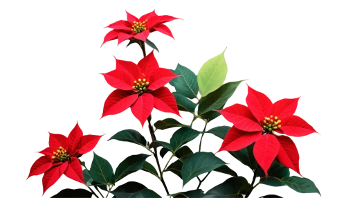 christmas flower,flower of christmas,xmas plant,poinsettia,flower christmas,poinsettias,christmas bells,christmas background,poinsettia flower,christmas rose,flower of december,christmas border,red snowflake,christmasbackground,red gift,christmas wallpaper,christmas motif,christmas stars,advent star,christmas colors,Illustration,Black and White,Black and White 20
