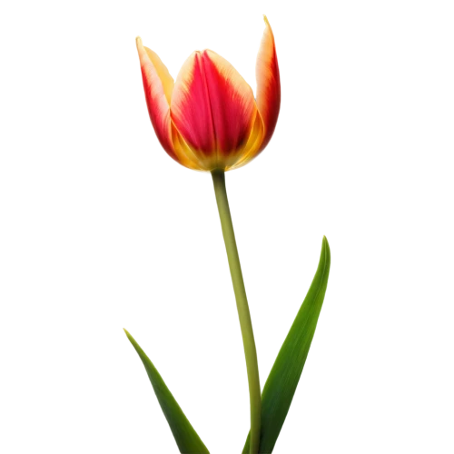 tulip background,yellow orange tulip,tulip,tulip blossom,flower wallpaper,tulipa,tulip flowers,pink tulip,flame flower,two tulips,flower background,wild tulip,flower bud,flowers png,parrot tulip,tulp,tulip bouquet,tulips,orange tulips,fire flower,Illustration,American Style,American Style 04