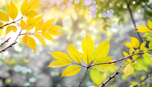 yellow leaves,spring leaf background,gold leaves,background bokeh,yellow leaf,tree leaves,leaves frame,beech leaves,bokeh effect,leaf background,colored leaves,forsythia,sunlight through leafs,golden leaf,yellow tabebuia,maple foliage,laburnum,green leaves,leafed,photosynthetic,Illustration,Japanese style,Japanese Style 03