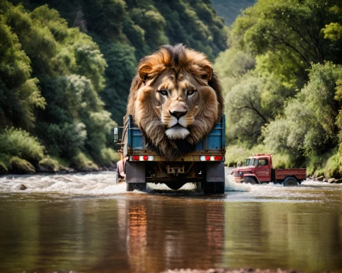 magan,king of the jungle,wild animals crossing,forest king lion,ruge,animal train,aslan,ratel,lion river,lion's coach,heavy transport,african lion,transport,wild life,roaring,male lions,tigon,male lion,transporte,lion head,Photography,General,Cinematic