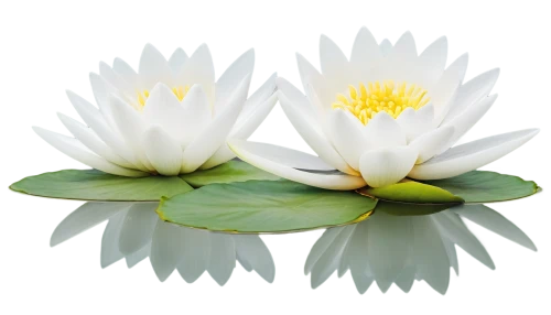 white water lily,white water lilies,flower of water-lily,water lily flower,lotus on pond,water lily,lotus png,waterlily,blooming lotus,water lilly,lotus flowers,water lotus,waterlilies,water lilies,pond lily,large water lily,lotus flower,lotus ffflower,lotus blossom,lotuses,Conceptual Art,Daily,Daily 01