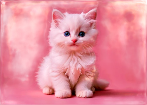 pink cat,kittenish,pink background,blossom kitten,doll cat,white cat,cute cat,ginger kitten,kitten,cat on a blue background,the pink panter,blue eyes cat,cat with blue eyes,mew,himalayan persian,little cat,kittie,snowbell,kittu,breed cat,Illustration,Black and White,Black and White 32