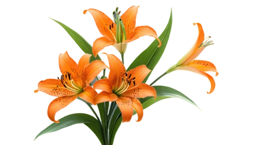 orange lily,flowers png,day lily,orange flower,day lily flower,clivia,easter lilies,orange tulips,lilies,orange flowers,orange daylily,lillies,flower background,tulip background,torch lilies,lilys,lilies of the valley,flame flower,flame lily,lily flower,Conceptual Art,Daily,Daily 35