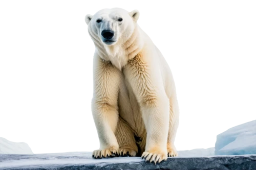 polar bear,polar,polar aurora,polar lights,whitebear,icebear,aurora polar,white bear,ice bear,young polar bear,polar bears,arctica,nordic bear,mawson,svalbard,atka,artic,knut,polar cap,polar bear cub,Conceptual Art,Oil color,Oil Color 17