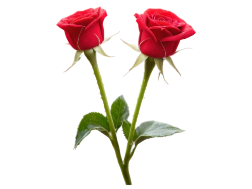 rose png,red roses,romantic rose,red rose,flowers png,rose buds,rosses,rose bud,noble roses,rosas,red carnation,bright rose,rose roses,rosse,valentine flower,red rose in rain,arrow rose,spray roses,bicolored rose,rose flower,Illustration,Black and White,Black and White 24