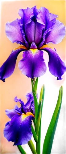 purple parrot tulip,purple irises,irises,purple tulip,dwarf iris,violet tulip,dutch iris,tulipan violet,lisianthus,flowers png,gentians,parrot tulip,african lily,wild iris,spiderwort,swamp iris,purple crocus,tulip background,violet flowers,violet colour,Conceptual Art,Oil color,Oil Color 23